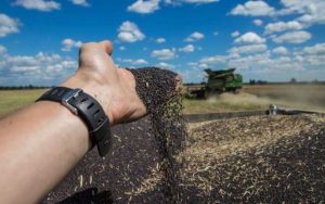 ​Сіра аграрна діра: як експорт сої та ріпаку перетворився на канал виведення валюти