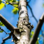 Мінекономіки запускає проєкт із відновлення лісів в Україні