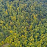 Україна отримає 10 млн від ФРН на захист природної спадщини ЮНЕСКО