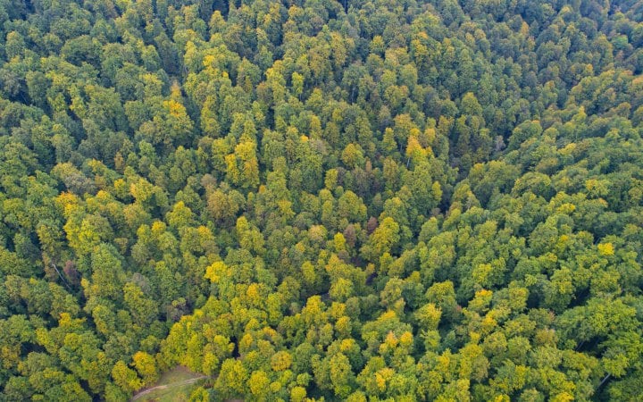 Україна отримає 10 млн від ФРН на захист природної спадщини ЮНЕСКО